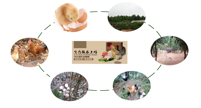 散养土鸡流程