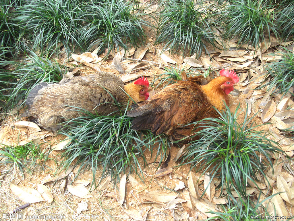 山林放养老母鸡
