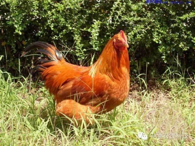 山林放养阉鸡