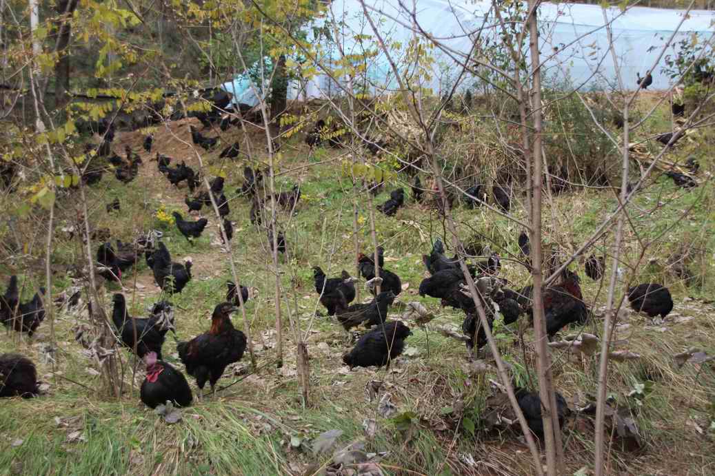 山林放养土乌鸡